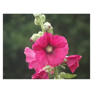 Graines de Rose Trémière Fuchsia – Fleurs Vivaces et Rustiques pour Jardin