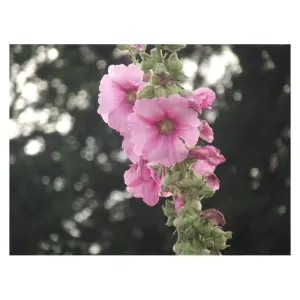 Graines de Rose Trémière Rose – Fleurs Vivaces et Rustiques pour Jardin