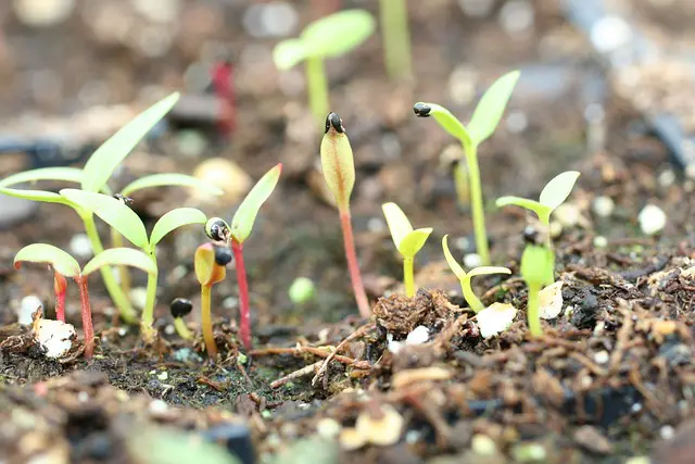 Que Semer en Février : Préparez Votre Jardin pour le Printemps