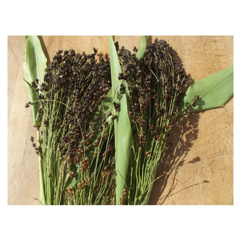Graines de Sorgho Black Amber Cane – Variété Sucrière et Fourragère