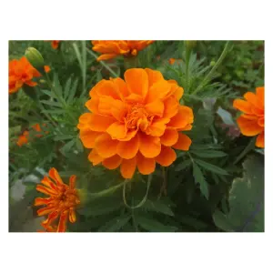 Graines de Tagète Œillet d’Inde Mandarin – Fleurs Ornementales et Répulsives