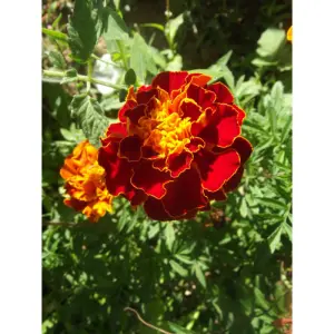 Graines de Tagète Œillet d’Inde Naine Double Bonita Mix – Fleurs Ornementales et Protectrices
