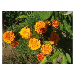Graines de Tagète Œillet d’Inde Queen Sophia – Fleurs Ornementales et Protectrices