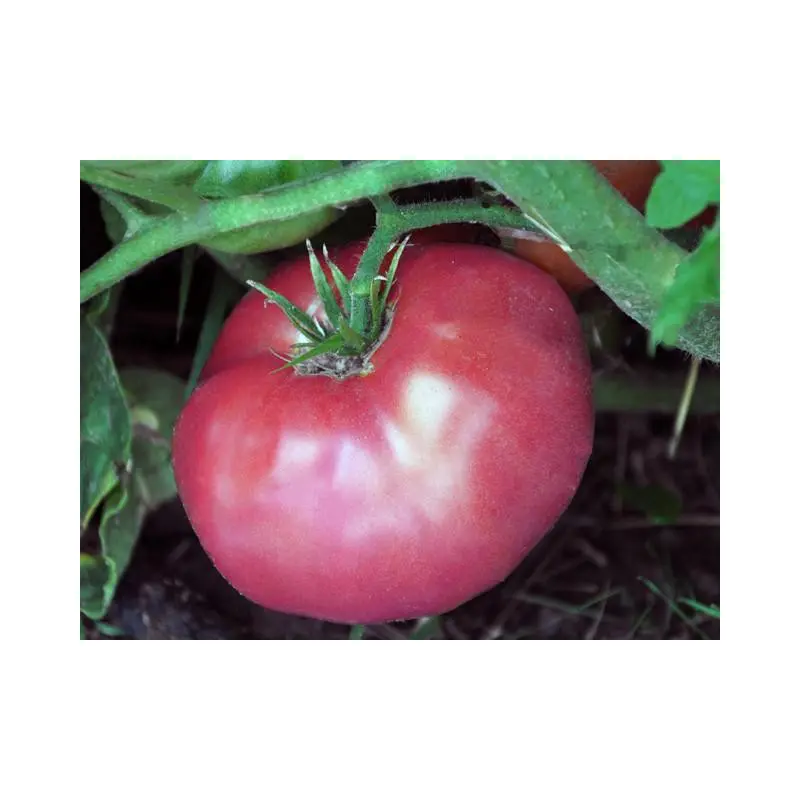 Semences de Tomate Brandywine Rose (Solanum lycopersicum)