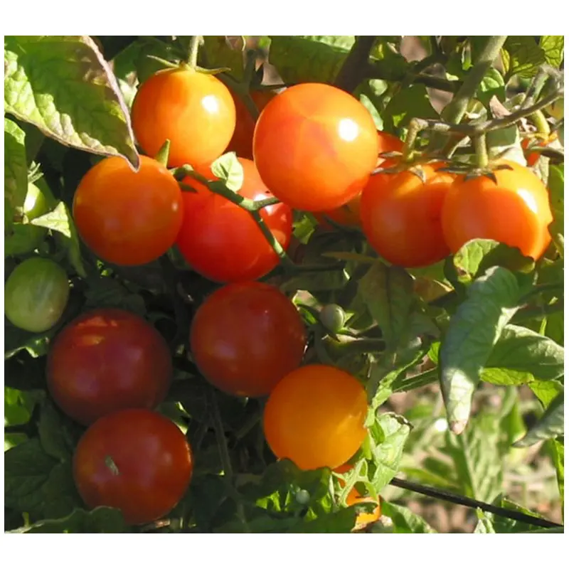 Graines de Tomate Cerise savoureuse pour une récolte abondante au potager