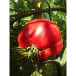 Graines de Tomate Cœur de Bœuf de Nice variété ancienne et charnue pour Le Potager Gourmand