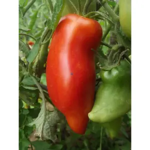 Graines de Tomate Cornue des Andes ancienne en forme de poivron.