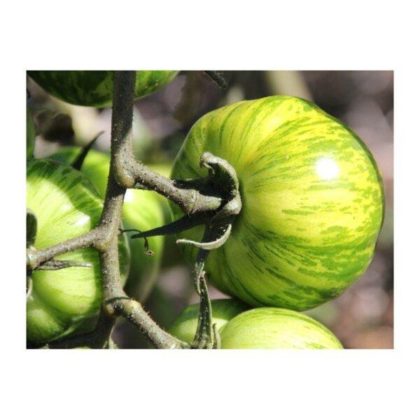 Semences de Tomate Green Zebra (Solanum lycopersicum)