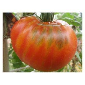 Semences de Tomate Libanaise des Montagnes (Solanum lycopersicum)