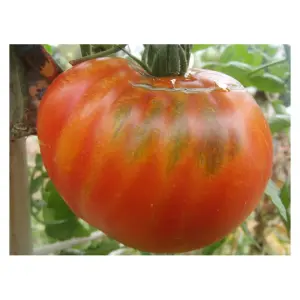 Semences de Tomate Libanaise des Montagnes (Solanum lycopersicum)