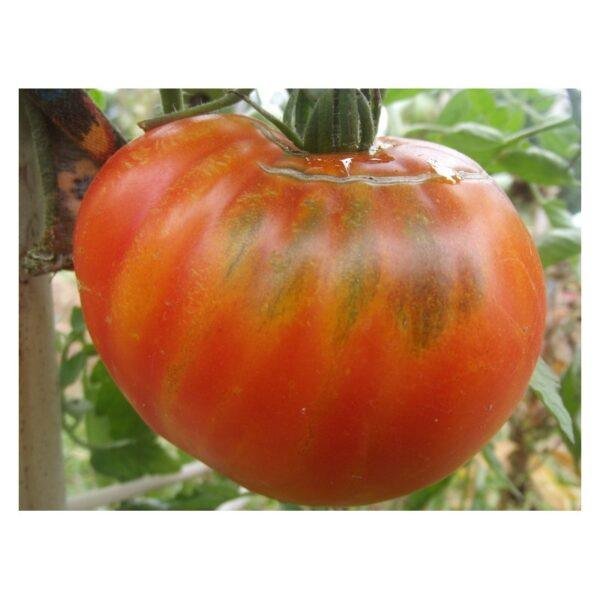 Semences de Tomate Libanaise des Montagnes (Solanum lycopersicum)