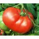 Semences de Tomate Mortgage Lifter (Solanum lycopersicum)