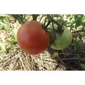 Semences de Tomate Perestroïka (Solanum lycopersicum)