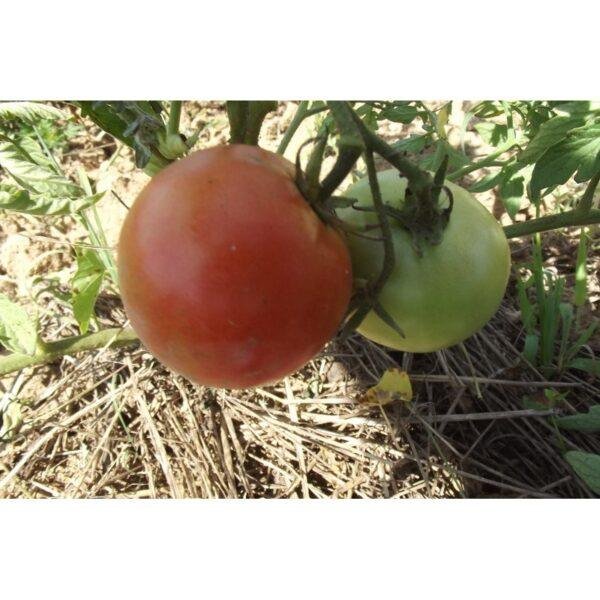 Semences de Tomate Perestroïka (Solanum lycopersicum)