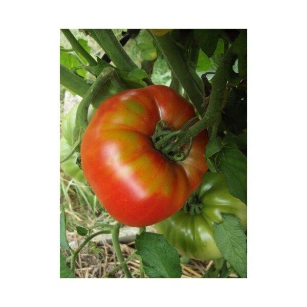 Semences de Tomate Russe (Solanum lycopersicum)