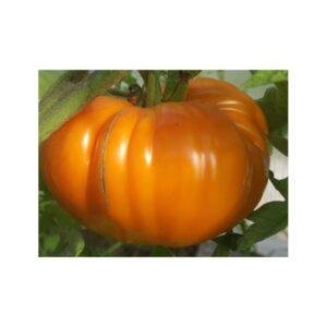 Semences de Tomate Tangerine (Solanum lycopersicum)