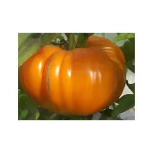 Semences de Tomate Tangerine (Solanum lycopersicum)