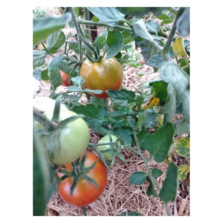 Nos graines de tomates précoces - La Bonne Graine