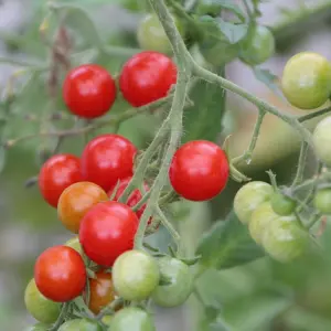 Graines de Tomate Cerise Rouge Centiflor ultra-productive pour potager