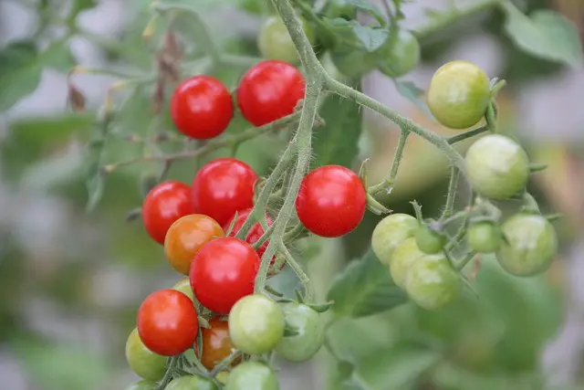 Graines de Tomate Cerise Rouge Centiflor ultra-productive pour potager