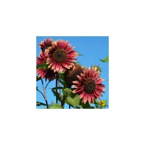 Graines de Tournesol Evening Sun – Fleurs Rouge & Jaune pour Jardin Mellifère
