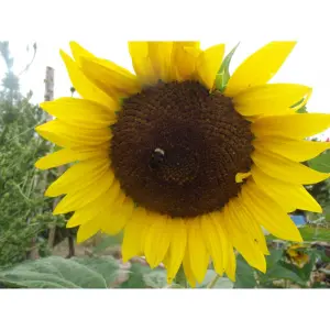 Graines de Tournesol Noir de Hongrie – Variété Productive et Mellifère