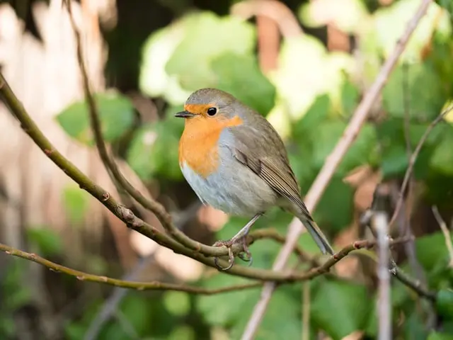 Les Oiseaux au Jardin : Comment les Attirer et les Protéger ?
