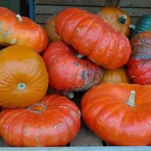Courge Vif d’Étampes – graines bio à semer en été pour potager productif