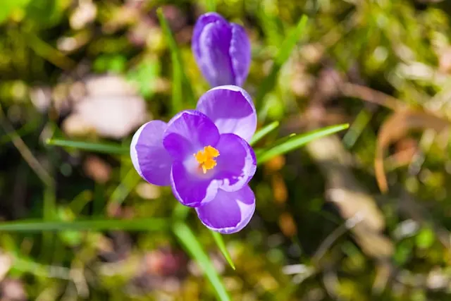 Que Faire au Jardin en Mars ? Préparez Votre Potager pour le Printemps !