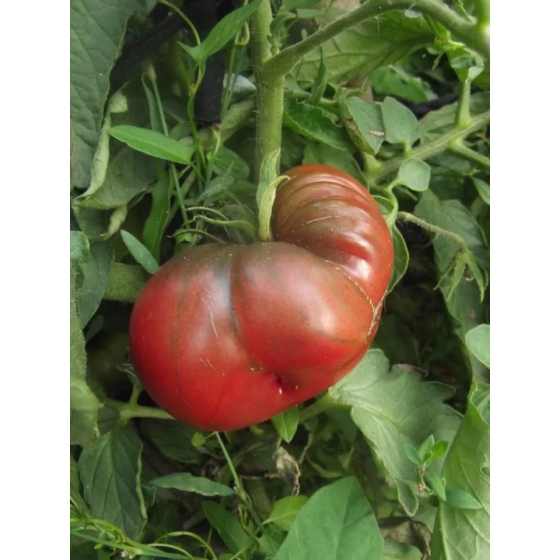 tomate noire de crimee