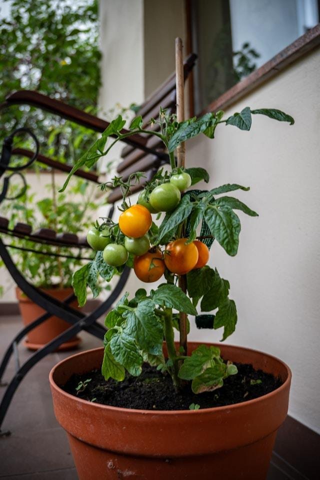tomate tangerine jardin
