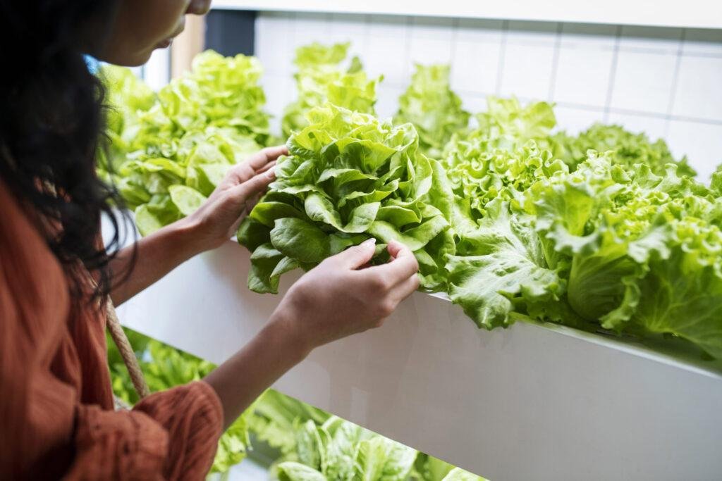 cultiver des légumes en hydroponie dans un potager intérieur