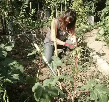 Pratiques de jardinage ancestral en permaculture, inspirées des savoir-faire traditionnels et du respect du sol