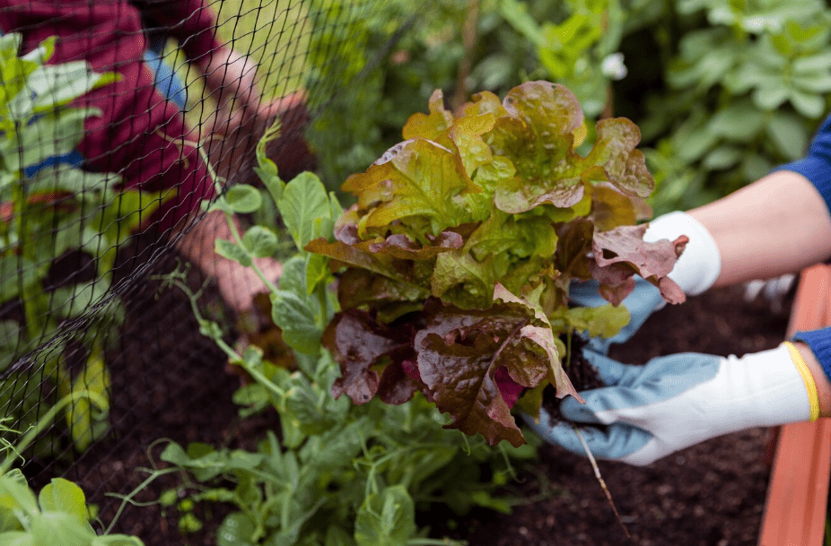 Association de plantes compagnes au potager avec tomates, basilic et œillets d'Inde en permaculture